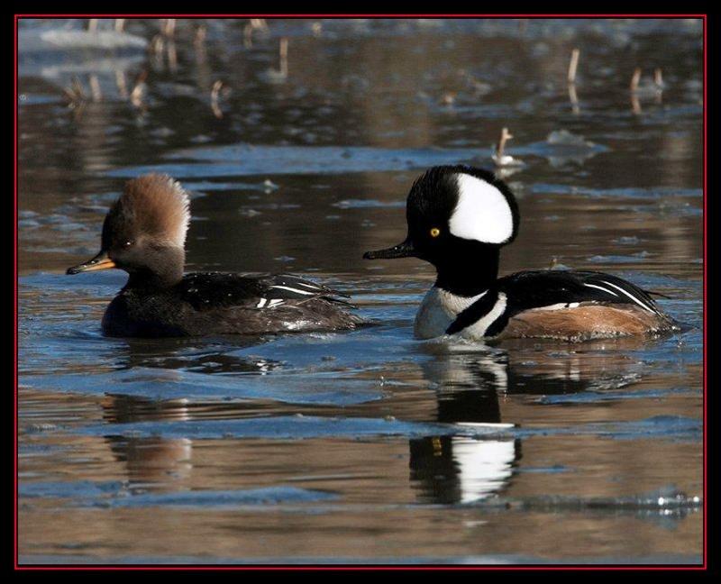 merganser male and female